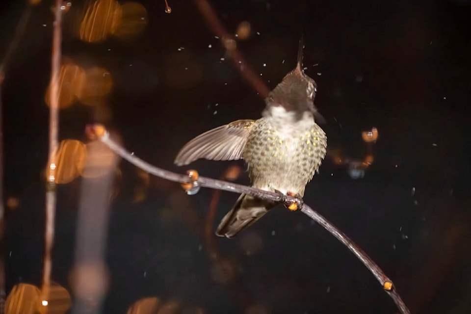 It's been a few wet months in the Lower Mainland. Fort 91ԭ's Lou Fasullo shared two pictures he took recently of hummingbirds trying to stay dry. "While we're all trying to shake off the rain, here's a rare moment that captures resilience and beauty: a hummingbird shaking off droplets in the midst of a rainy evening," he said.