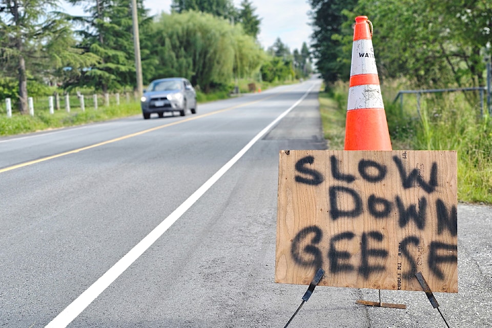After a mother goose was killed crossing the road in front of her home, North Otter resident Shannon Lyne put out signs asking drivers to slow down. Most have.