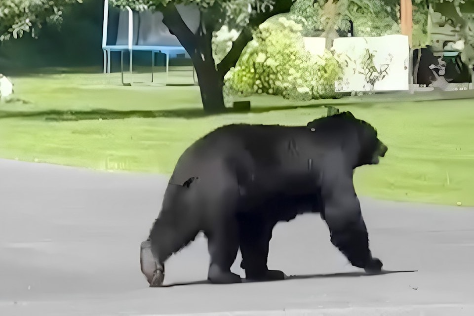 240707-lat-df-more-bear-sightings