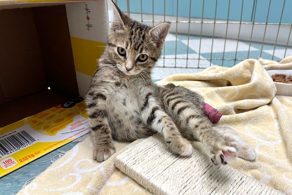 P is a 13-week-old kitten with significant injuries requiring surgery. (Heather Colpitts/91ԭ Advance Times)