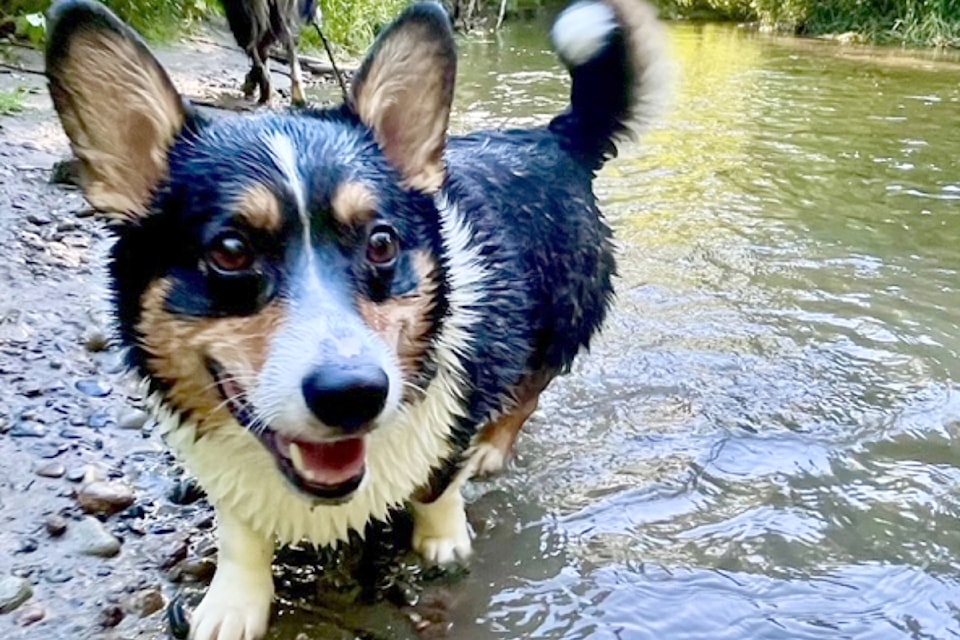 During a recent visit to Williams Park, 91ԭ's Alisha Walsh and her mother took a stroll along the banks of Salmon River, along with their dogs. Alisha grabbed this picture.