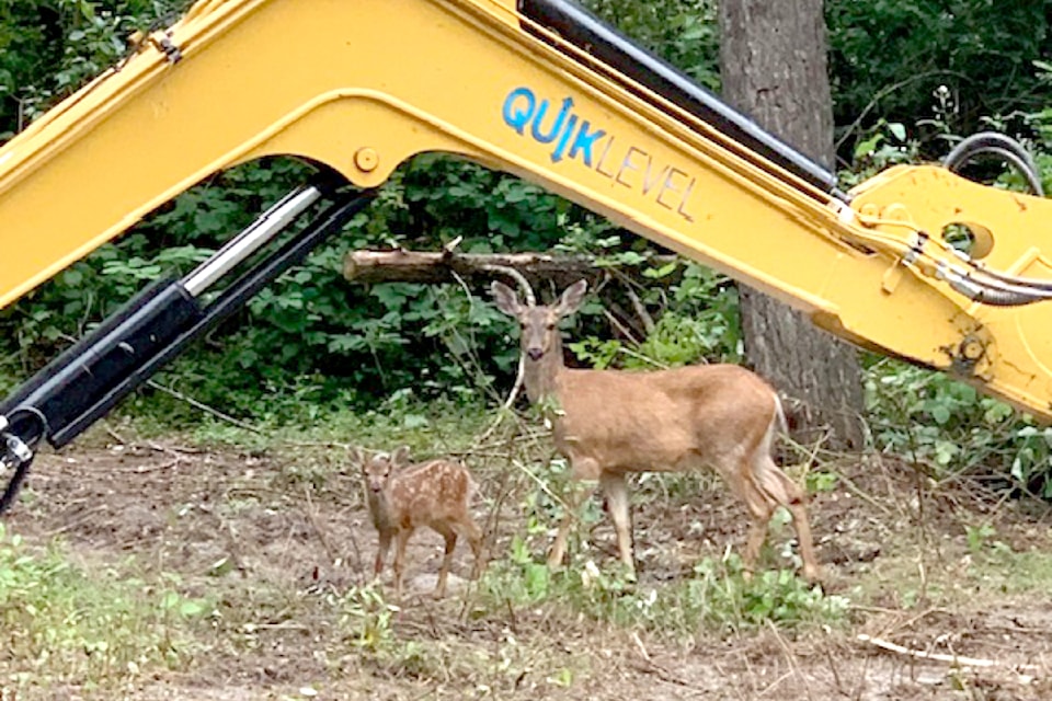 Despite a new townhouse development going in near 80 Avenue and 204 Street in 91ԭ, this mamma and her babe were spotted grazing next to excavation equipment in the Willoughby area recently by area resident Hilda Wind.