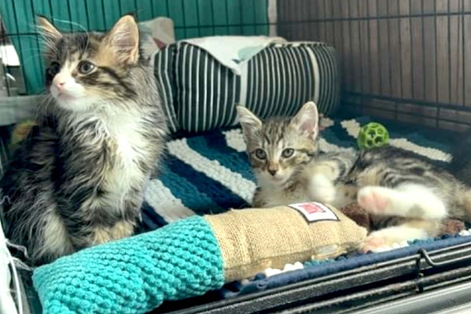 twocats