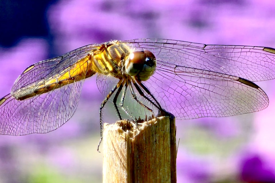 Kellee Cole’s Brookswood gardens are attracting a series of insects this summer, including a variety of dragonflies. 
