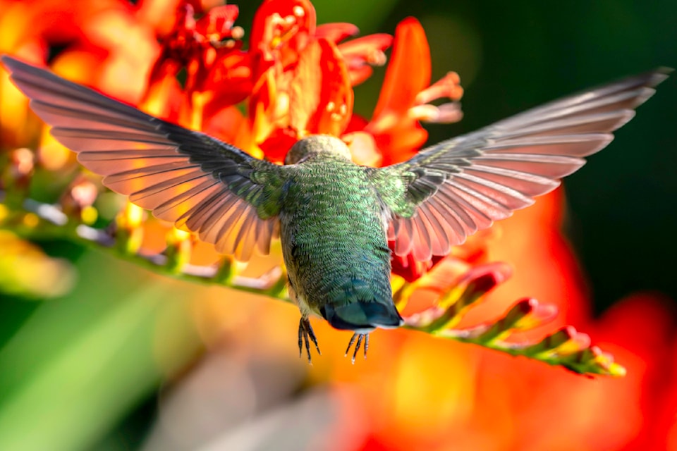 It's hummingbird season in Fort 91ԭ according to village resident Lou Fasullo, who captured this image of a hummingbird feeding on crocosmia along the Fort to Fort Trail this week. "A hummingbird's wing span is 11 cm and it beats its wings at 60-80 times per second," Fasullo said. "Therefore, in order to stop its wings in mid-flight [for the photo], I had to use a shutter speed of 1/4000 of a second."
