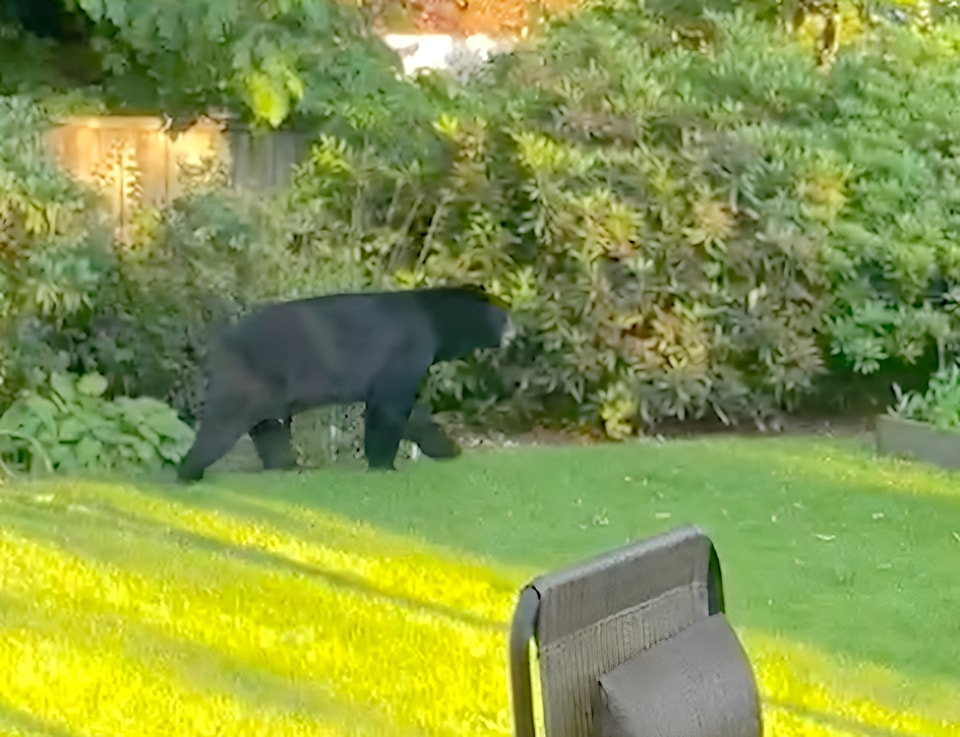 240615-lat-df-bear-in-fort-langleybeargrab
