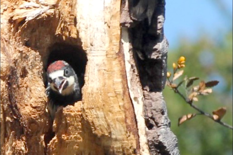 David Clements watched a parent woodpecker looking after  its baby, seen peeking out from the tree below.