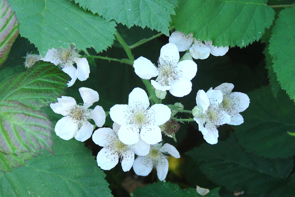240628-lat-rh-lenscrosbyberries1