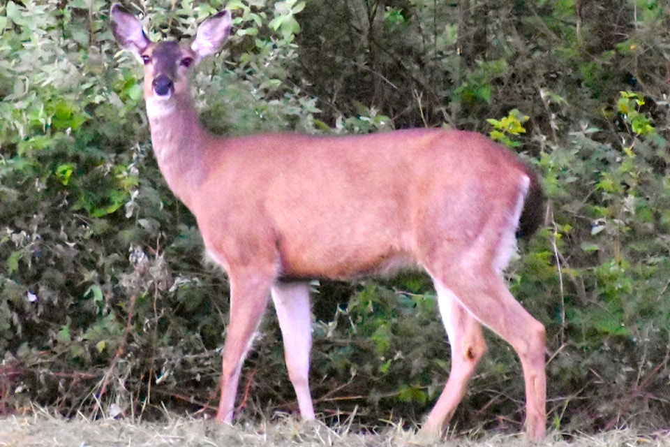 240628-lat-rh-lensgoodyeardeer1