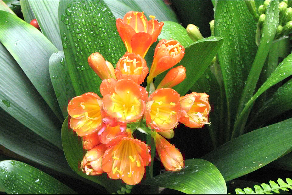 Vivian Jervis, and a group of friends, recently visited one of 91ԭ City's best kept secrets. They toured Sendall Gardens, and stopped to enjoy some of the tropical flowers in the botanical greenhouse, as well as many of the plants, flowers, and garden features found throughout the park. "Sendall Gardens is truly a gem in 91ԭ City," she said.
