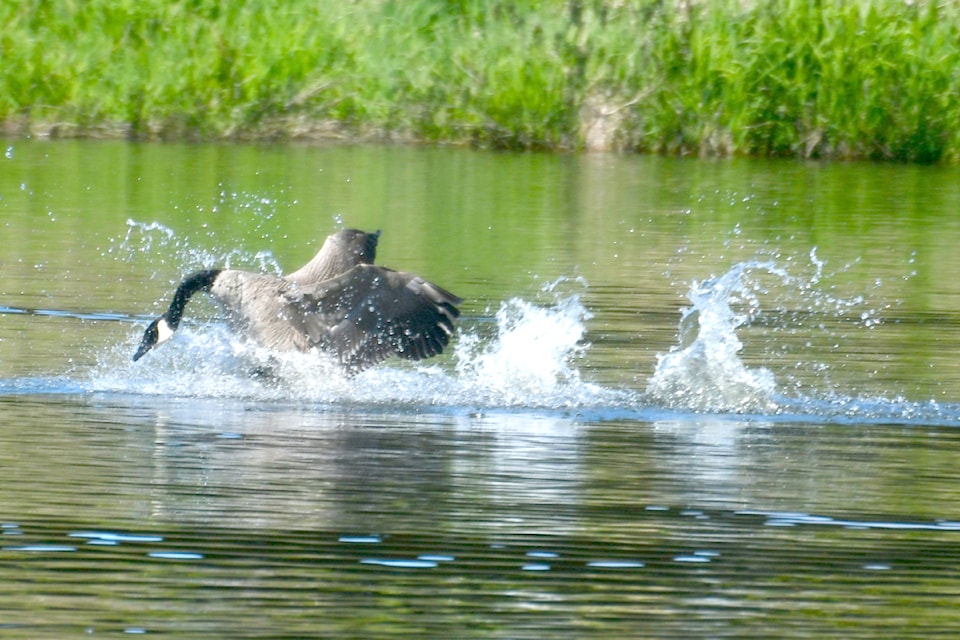 Mike Davenport is suggesting Brydon Lagoon might be in need of better air traffic control. "There was a near miss at the Brydon pond when a mallard entered the landing area with a goose on final approach," he chuckled. "Though heavy braking was required, no feathers were ruffled. Authorities have been advised." (Special to 91ԭ Advance Times)
