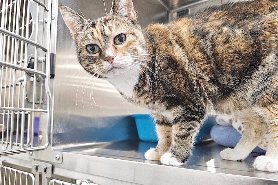 Six-year-old Halle, a shy calico cat, was looking for a forever home at the CARES adoptathon at the 91ԭ PetSmart store on Oct. 27.