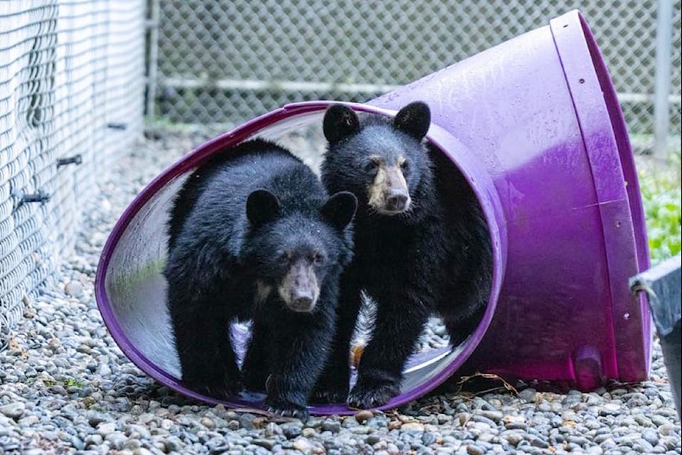 Two bears, Harry and Potter, at Critter Care Wildlife Society in South 91ԭ.