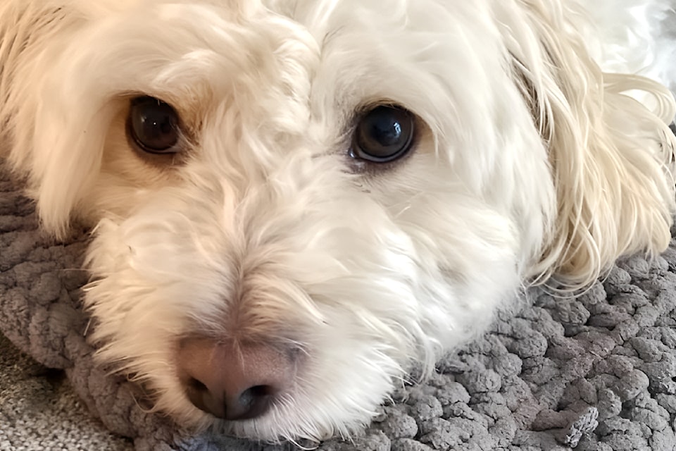 Len, a King Charles Cavalier - Bichon cross (seen here before he was injured) required extensive surgery after he was attacked by two dogs on Sunday Nov. 17in the Glenwood Elementary school playground. The owner of the two dogs, who fled the scene, has not been located. 