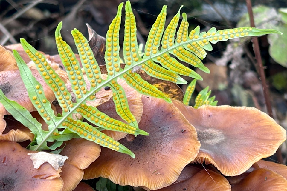 Fort 91ԭ’s Wout Brouwer shared a picture of a sword fern he discovered growing up and out amid some honey mushrooms during a recent stroll around Brae Island. 