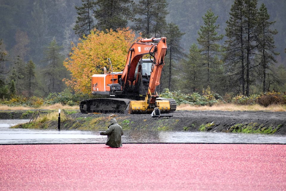 Cora Goodyear stopped to watch cranberries being harvested from the bog alongside Allard Crescent earlier this month.