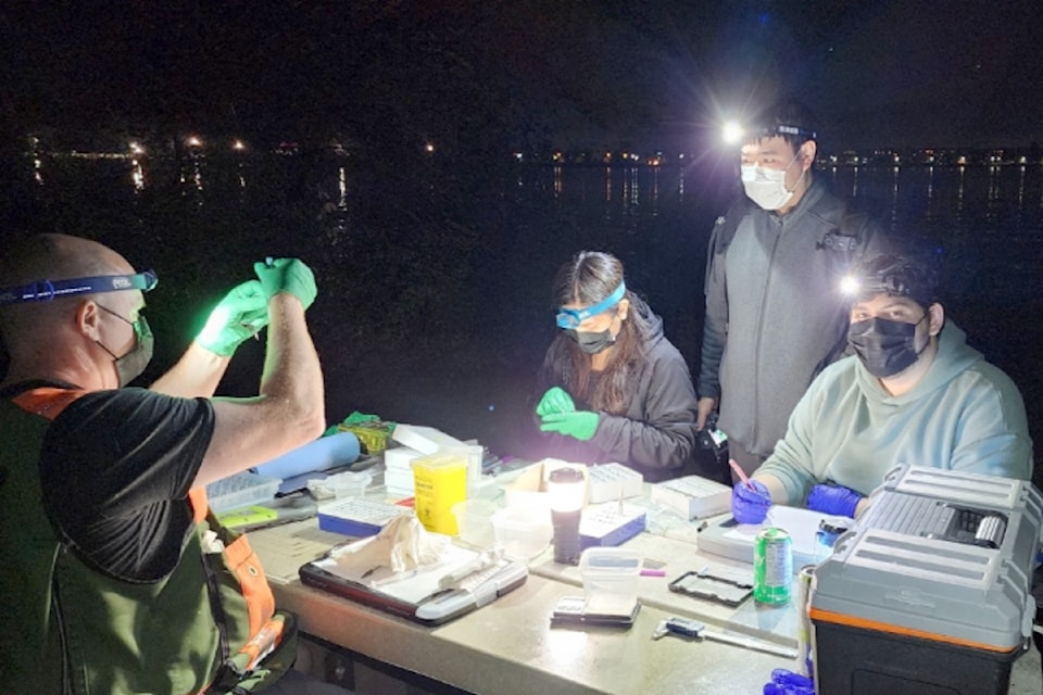 Researchers measured and sampled bats captured in Stanley Park.