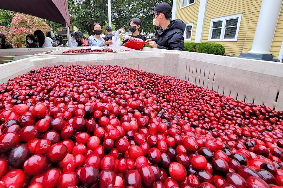 Ocean Spray has once again donated 5,000 pounds of fresh cranberries that will be packaged and sold for $5 for five pounds during Saturday's Cranberry Festival in Fort 91ԭ. The money goes to covering costs associated with hosting the community festivities.