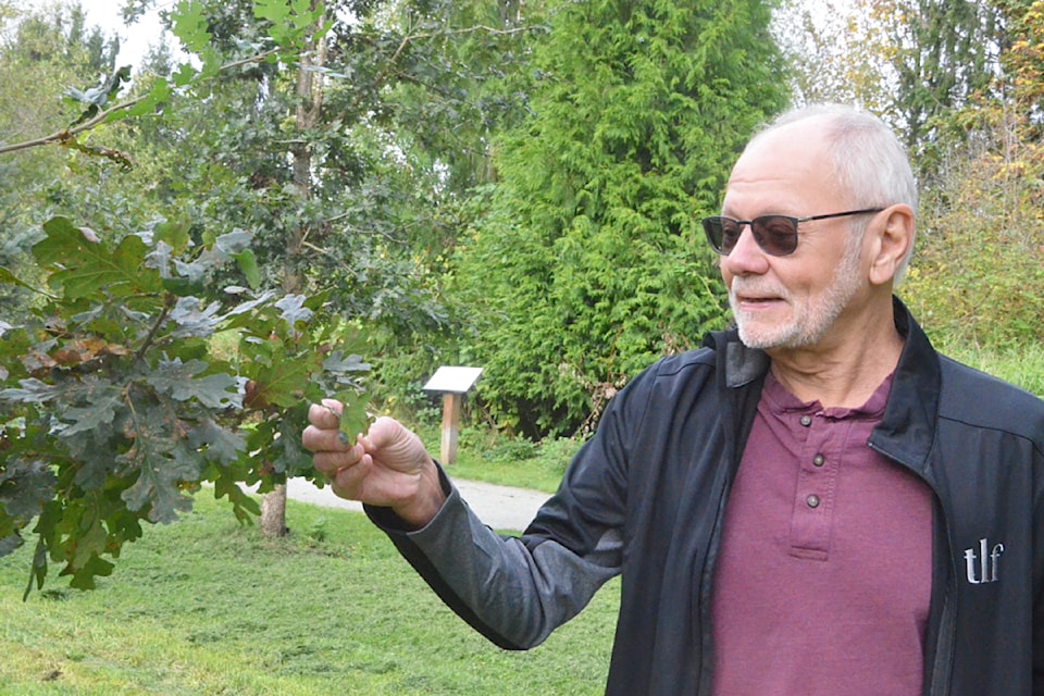 Kurt Alberts checks out an oak tree at one of the three Memory Grove plantings he has overseen in Fort Langley.