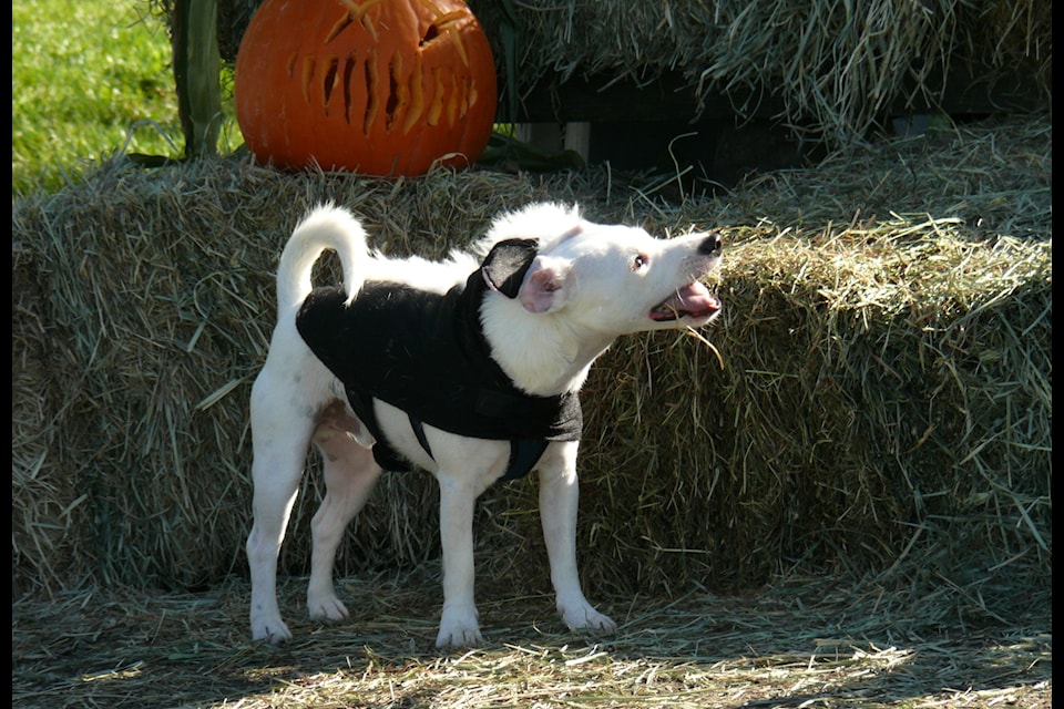 Turnout was up for the second annual 'Halloweener' trick-or-treat for dogs in 91ԭ Saturday 