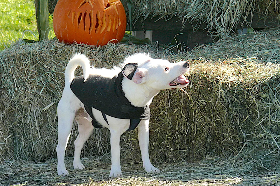 Turnout was up for the second annual 'Halloweener' trick-or-treat for dogs in 91ԭ Saturday Dan Ferguson 91ԭ Advance Times