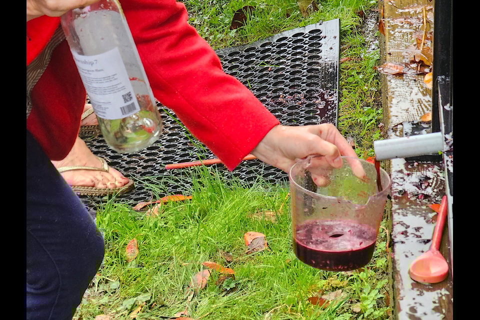91ԭ's Township 7 Winery wasn't kidding when they said the grape stomp competition and charitable fundraiser would proceed, rain or shine on Saturday, Oct. 19.