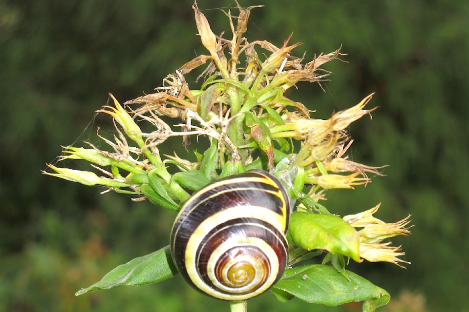 After the recent rain storms, Shirley Sawatsky captured this picture in her Aldergrove garden. “Slow and steady wins the race,” she said. 