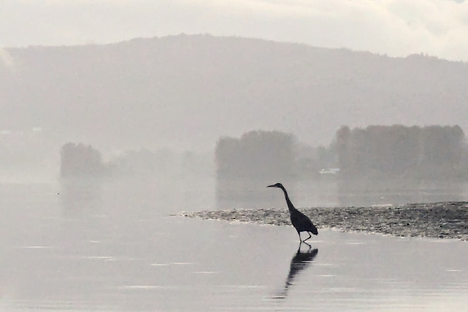  Michelle Tan shared a recent picture from an early morning encounter with a heron on the Fraser River in Fort 91ԭ.