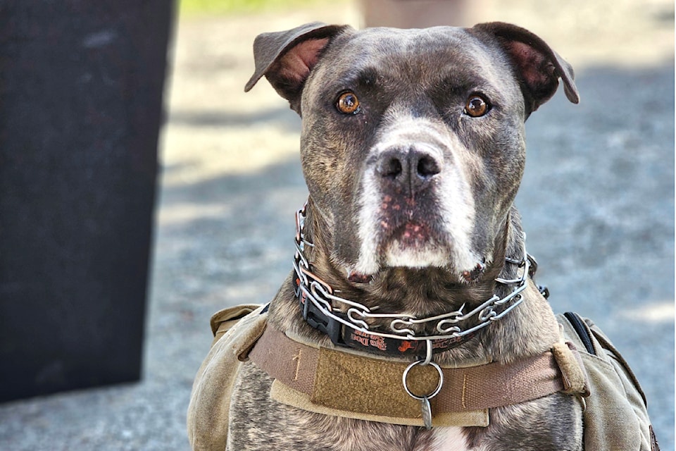 'Backpack' Jack from Aldergrove was one of several dogs who took part in the Canadian Animal Rescue and Extended Shelter (CARES)  walk at Derby Reach Park on Sunday, Sept. 15 that raised $10,000 for the no-kill cat shelter in 91ԭ.