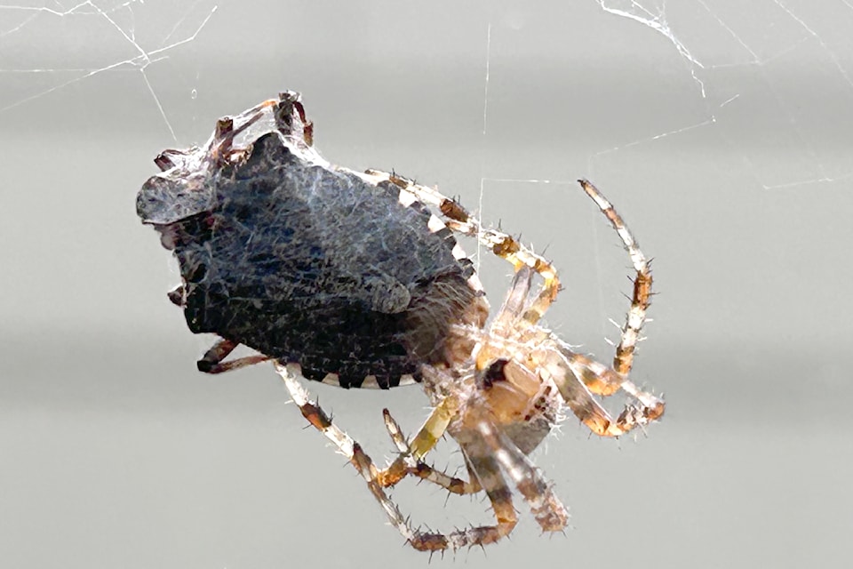 Fort 91ԭ’s Wout Brouwer shared a picture of a spider has caught its dinner, what appears to be a stink bug, in its web. 
