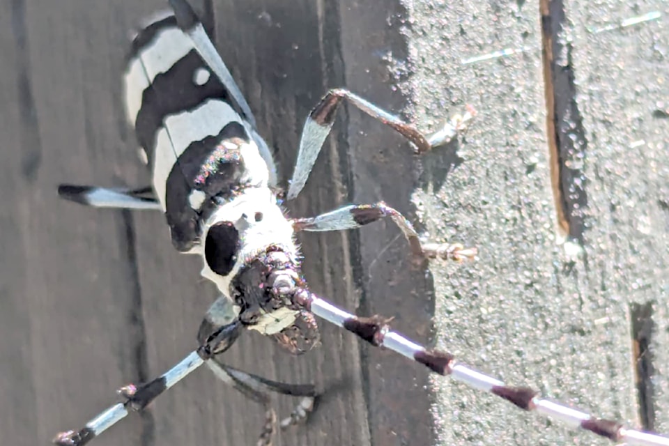 Janni Joy took this picture on the porch in Glen Valley. Despite being what she labelled a non-photographer senior, she wanted to share a picture of this creepy crawler. "I saw you published another bug like this and just sent this in to say there was one here too."