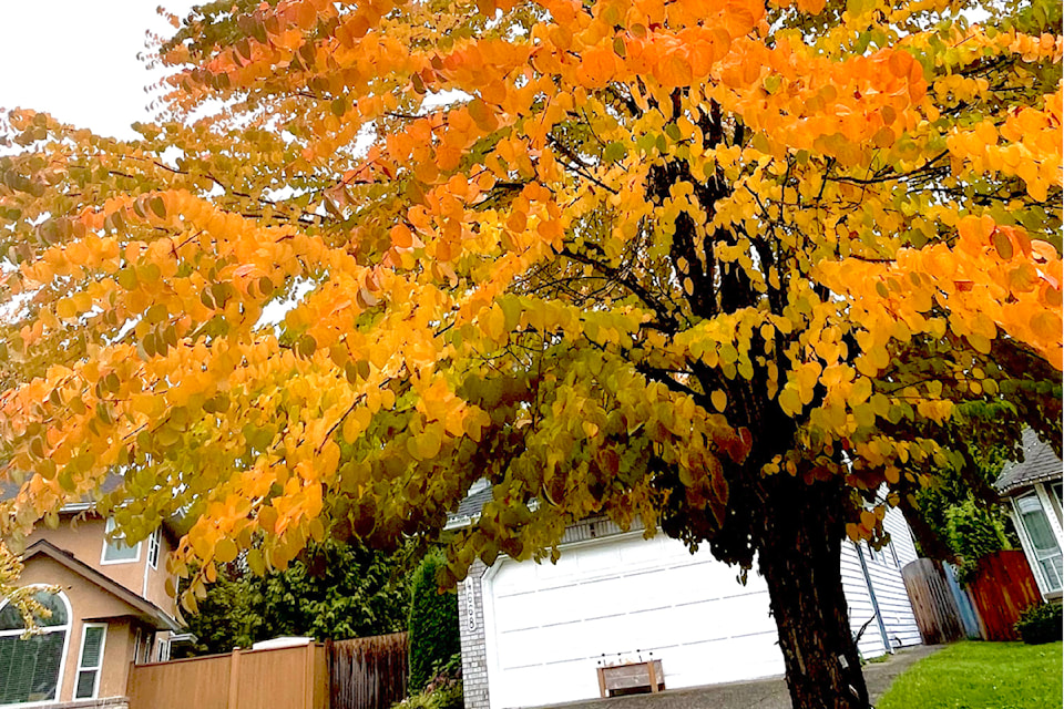 Not too long ago, this tree in Riley Bugg's Murrayville yard was green. But as the seasons change, so do the colours.