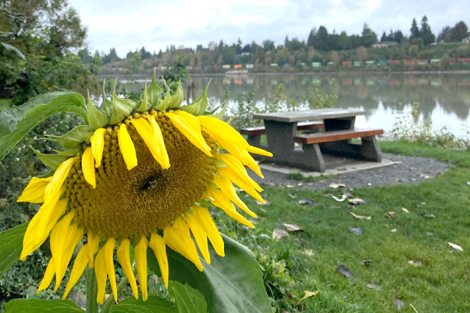 240929-lat-rh-lenschambersunflower1