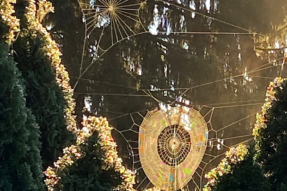 While getting her morning coffee, 91ԭ City's Kathy Miller noticed this "wondrous web work" backlit by the morning fall sun – as seen through her kitchen window.