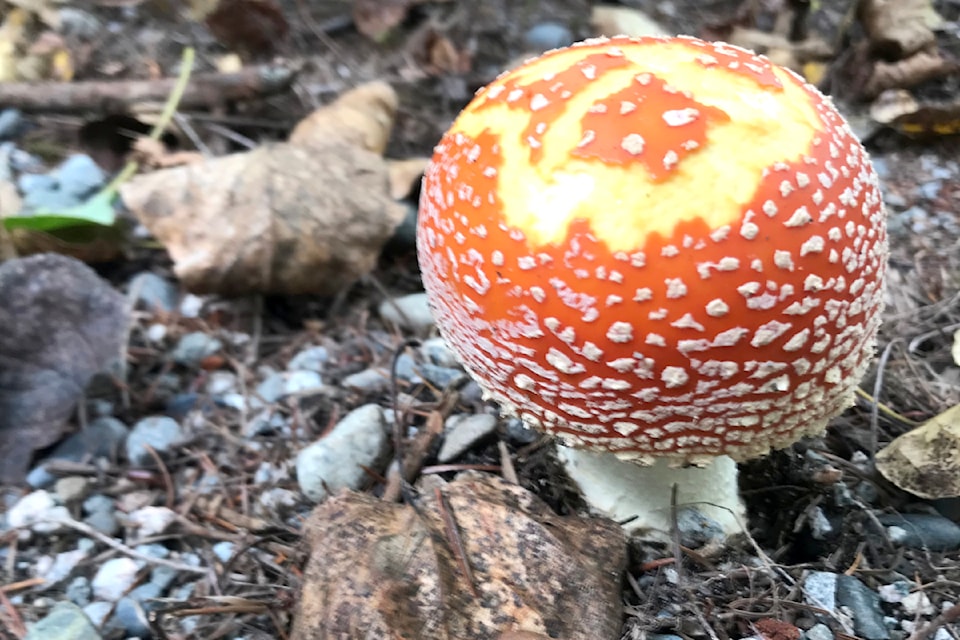 91ԭ's Elizabeth Anonby stumbled across this "fall beauty" in Noel Booth Park the other day. It's a fly agaric mushroom, "the stuff of fairytales," Anonby said, confirming it is hallucinogenic. "Beware," she advised.