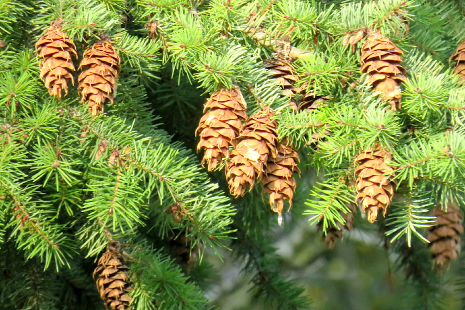 crosbypineconesc