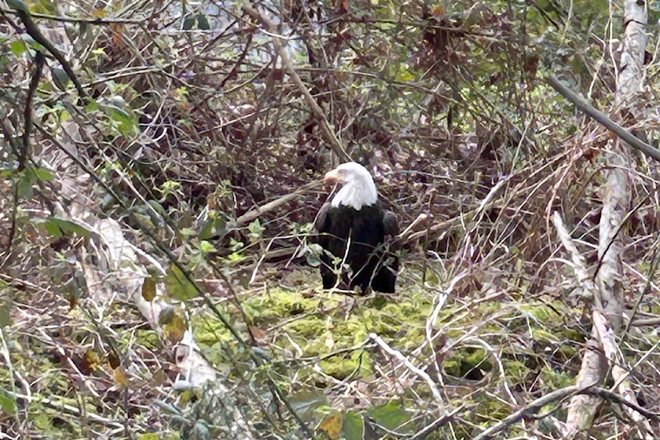 91ԭ resident Sharon Vose took this  photo of an injured eagle she and her husband discovered. The female eagle is now being cared for by the OWL rescue agency, which said it was the third time she's been rescued.