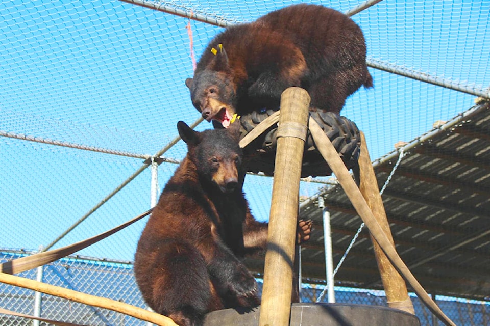Critter Care Wildlife Society is one of only three sites in B.C. that can raise and rehabilitate bears to be released back into the wild. 
