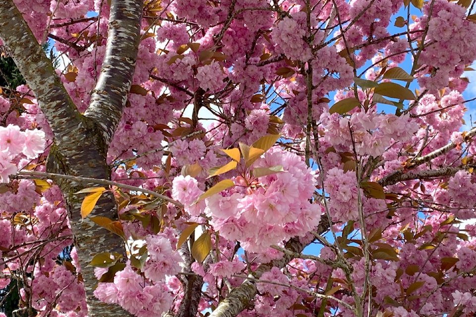250425-lat-rh-lens-parsonsblossoms1