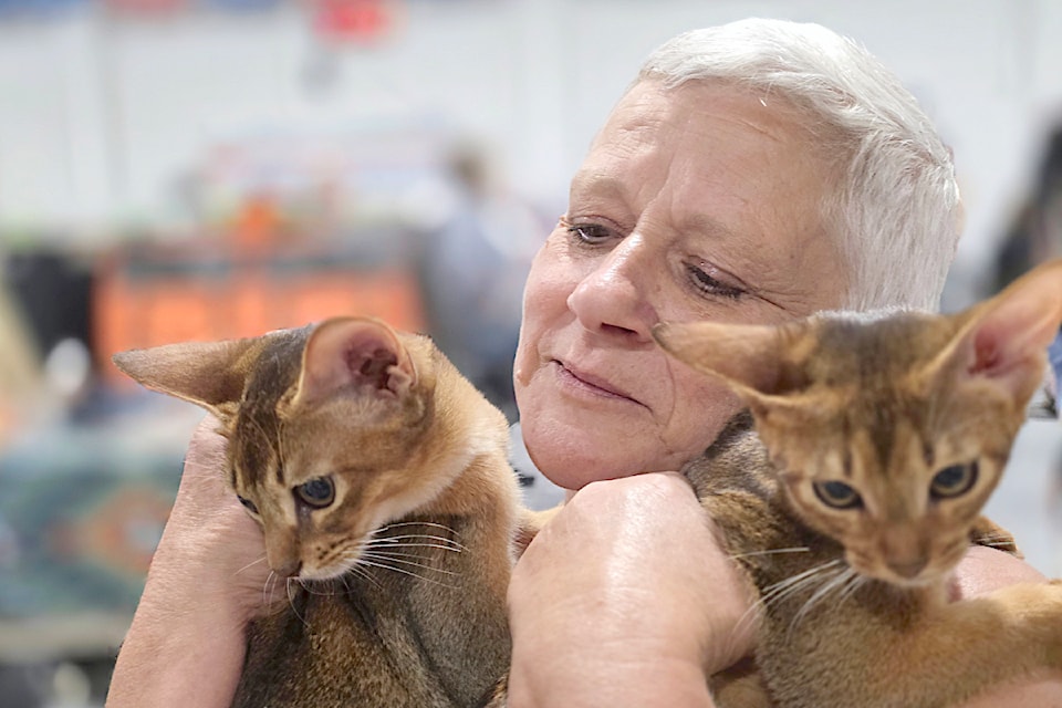 Susan Marshall, show manager and club president for Cat Fanciers of B.C. said Canada-U.S. tensions are the likely reason fewer people from the U.S. show up for the annual Cats of Summer show in Langley.