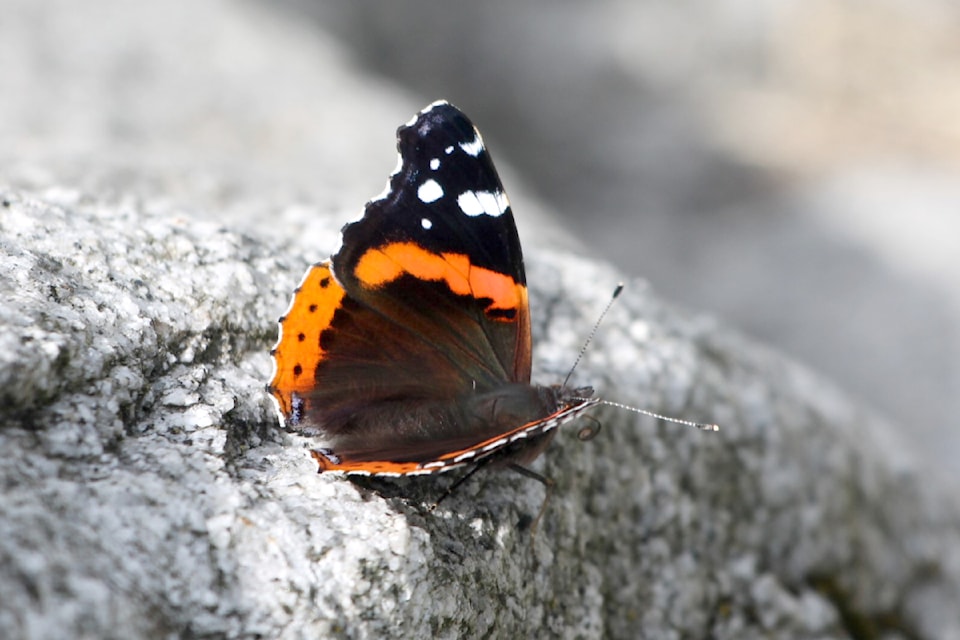 About the same time,  professor David Clements took a picture of a Red Admiral butterfly in the Aldergrove Regional Park.
