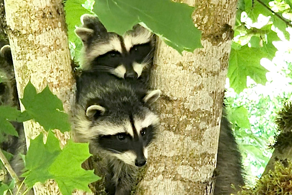CG Robertson caught a few little bandits hanging out in the backyard recently – a pair of raccoons spotted frolicking in the maple tree.