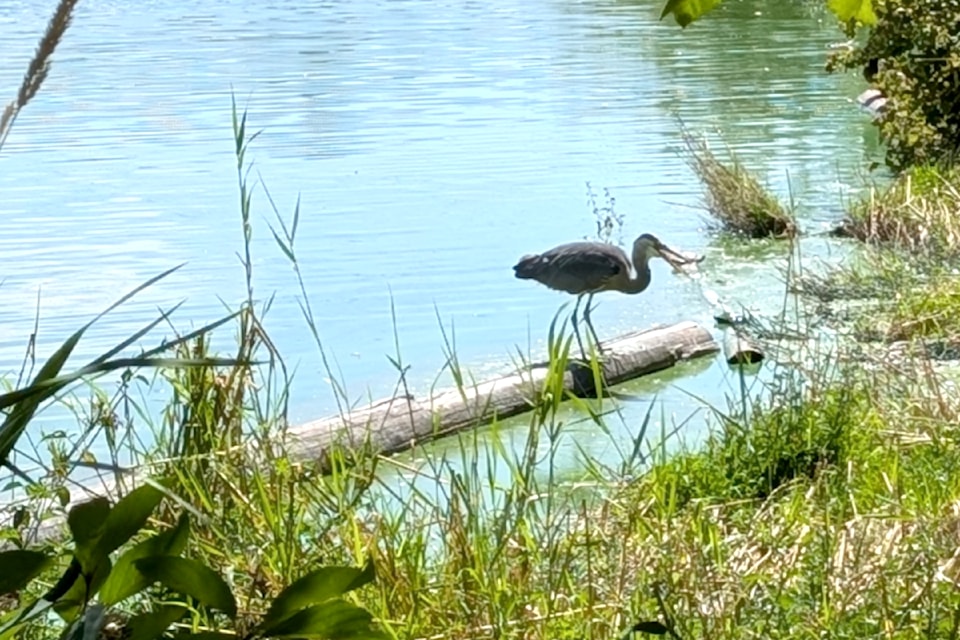 Lilianne Fuller recently observed this hunter at work in Brydon Lagoon. The blue heron remain motionless for what seemed like an hour before going in for the kill. The bird's success "attests that there is fish to eat in this Jewel of  City," Fuller said.