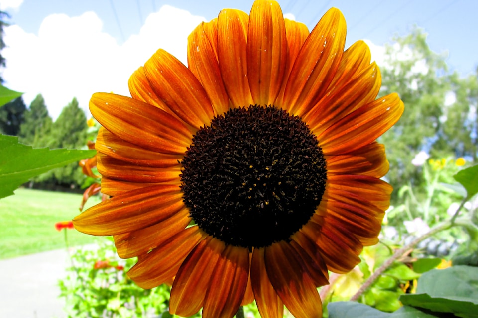 North Otter resident Shirley Sawatsky recently visited the Fort 91ԭ Community Garden and was struck by the flowers. "The colours of these beautiful sunflowers are a sure sign of decreasing daylight, dropping temperatures, kids wanting to see their school friends again, back at school. I believe the wonderful fall is on its way," she said.d