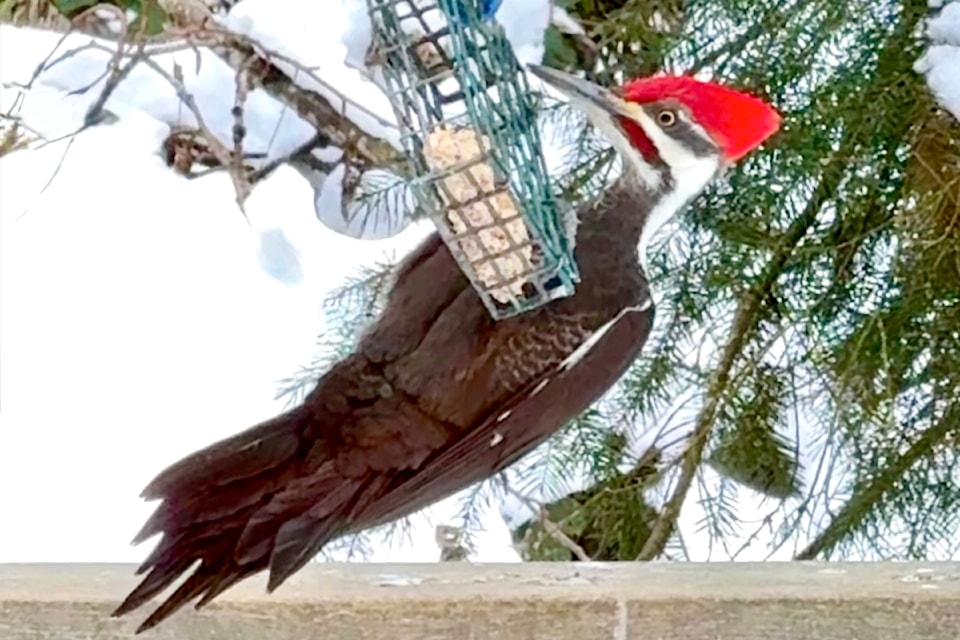 Katia Stano shared a picture of a recent visitor to their Fort 91ԭ birdfeeder.