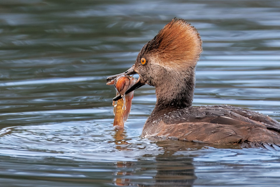 "I was thrilled to witness this female Hooded Merganser catching her dinner at Brydon Lagoon," Veronique Kolisnyk said, sharing a few pictures taken earlier this month at the 91ԭ City park.
