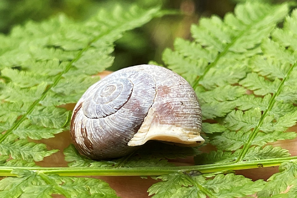 An Oregon forestsnail was photographed in the Milaster lands recently.