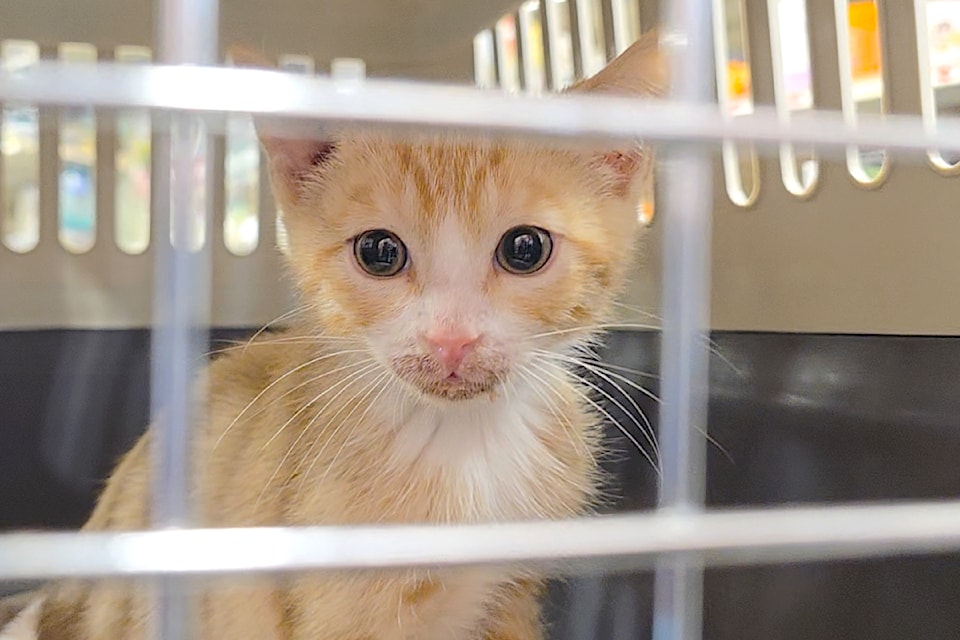 Loonie, a sweet-natured eight-week-old ginger orange kitten, was one of several cats who found new homes at a Canadian Animal Rescue and Extended Shelter (CARES)  weekend adoptathon at the  Bypass PetSmart.