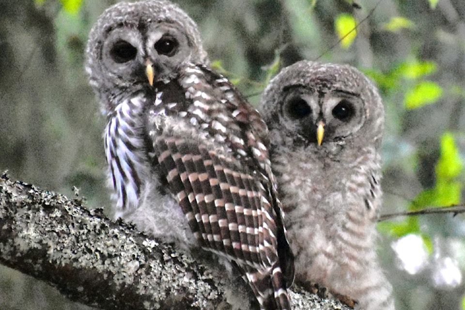 250711-lat-rh-lensgoodyearowls1