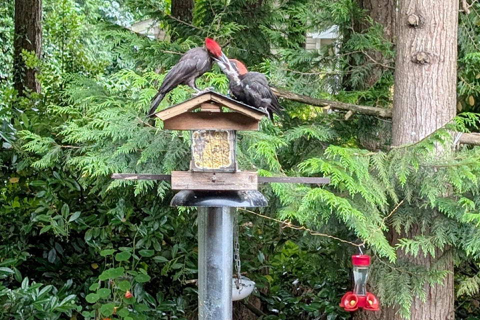 250716-lat-rh-lensfullerwoodpecker